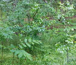 Wasser�̐X�Ɏ��������